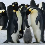 emperor-penguins