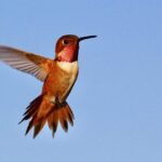 hummingbird