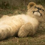 Lion Cub