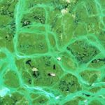 cyanobacteria