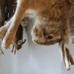 dead_rabbit_for_meat