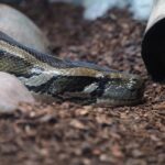 invasive_species_Florida