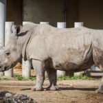 northern-white-rhinoceros-endangered